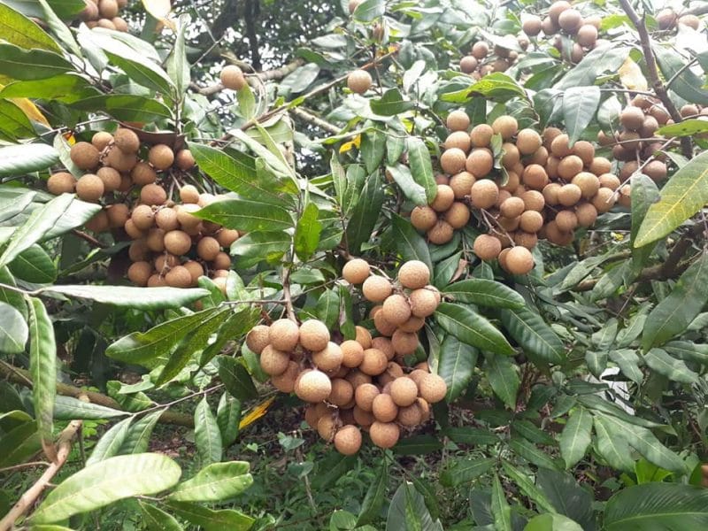 longan fruit fresh in tree