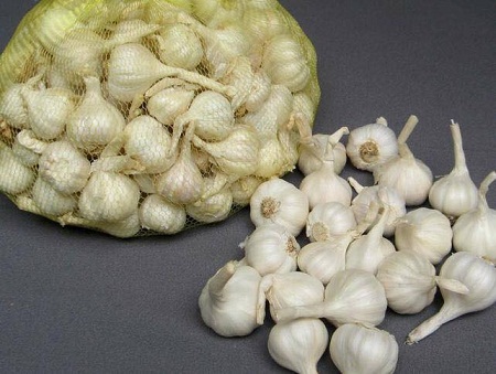 Fresh  garlic