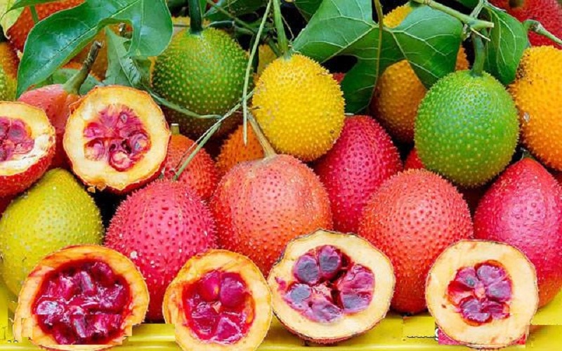 Chosen red gac fruit