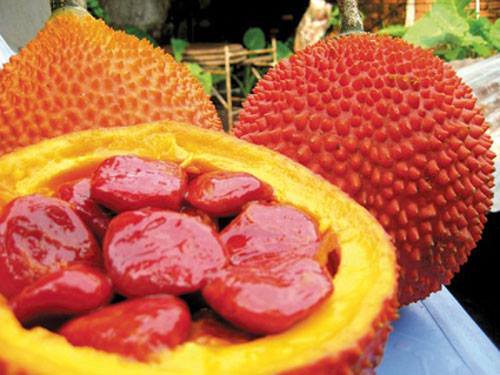 Vietnam Gac fruit