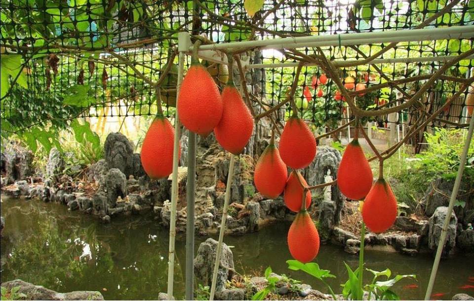 Vietnam Gac fruit - Momordica cochinchinensis spreng 