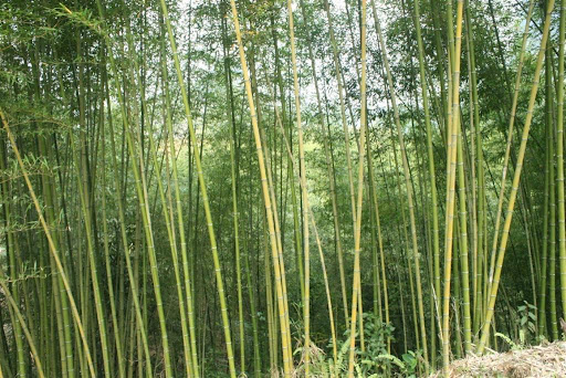 Moso bamboo
