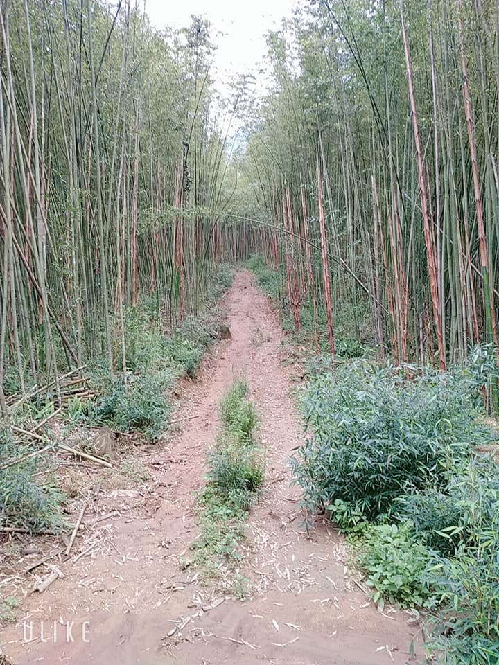 Planting bamboo