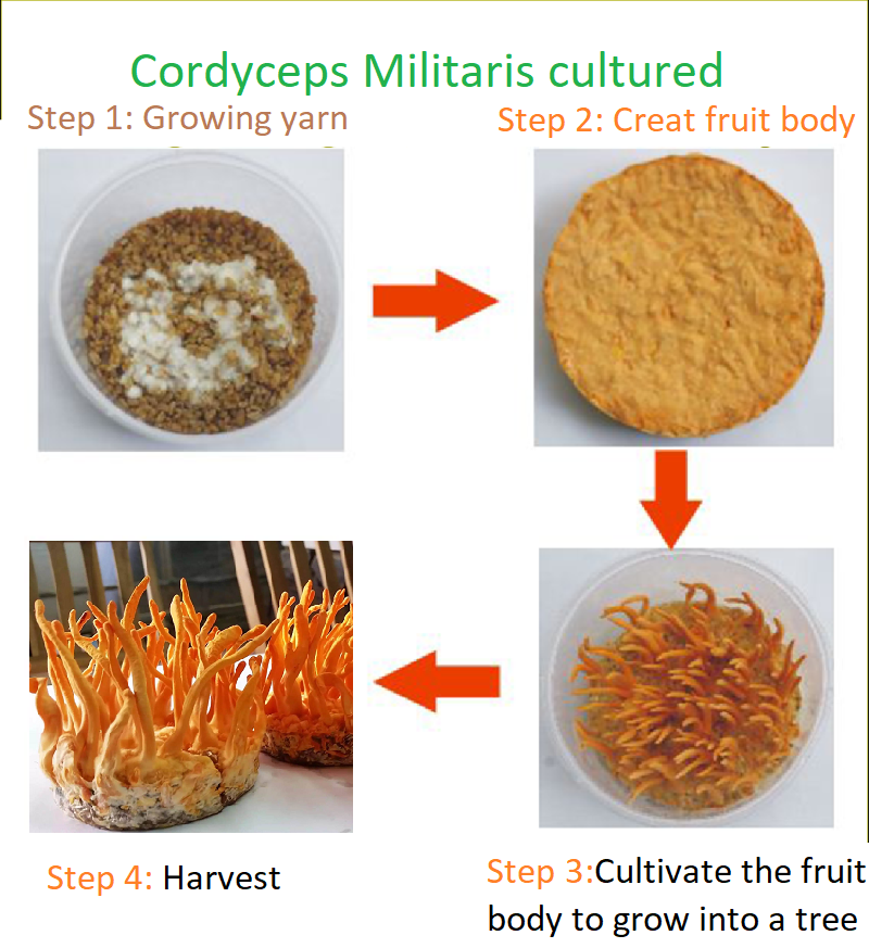 step cultured cordyceps militaris